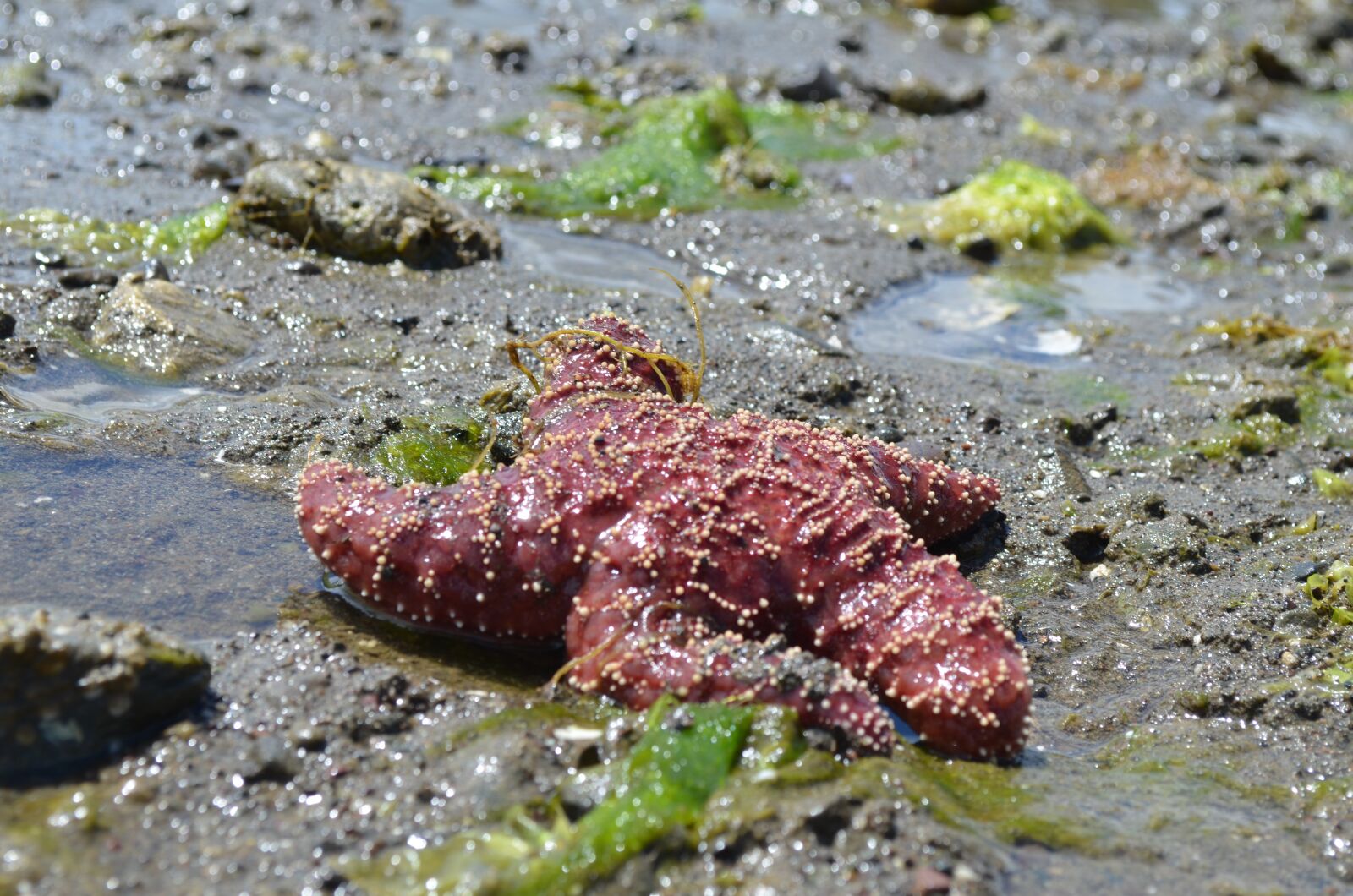 Nikon D5100 sample photo. Starfish, red, beach photography