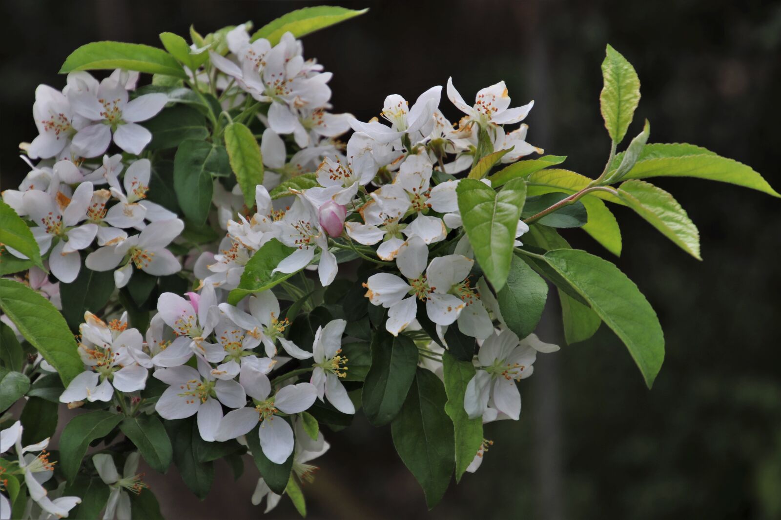 Canon EOS 80D sample photo. Sprig, sad, apple photography