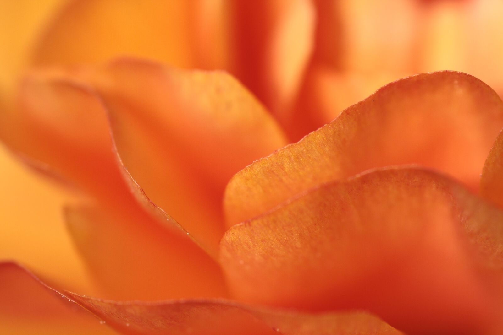 Canon EOS 450D (EOS Rebel XSi / EOS Kiss X2) sample photo. Ranunculus, orange, flower photography