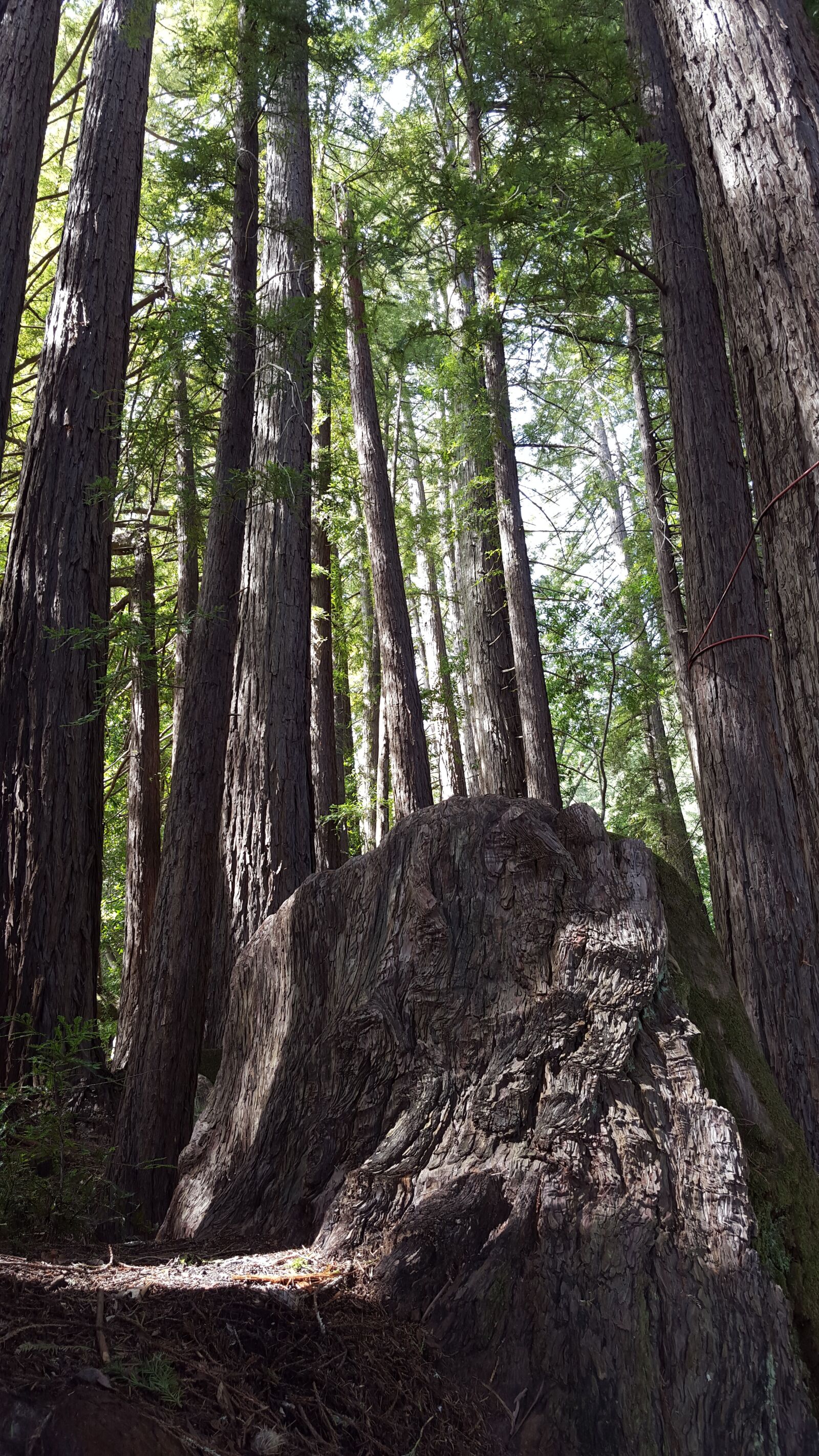 Samsung Galaxy S6 sample photo. Redwoods, trees, nature photography