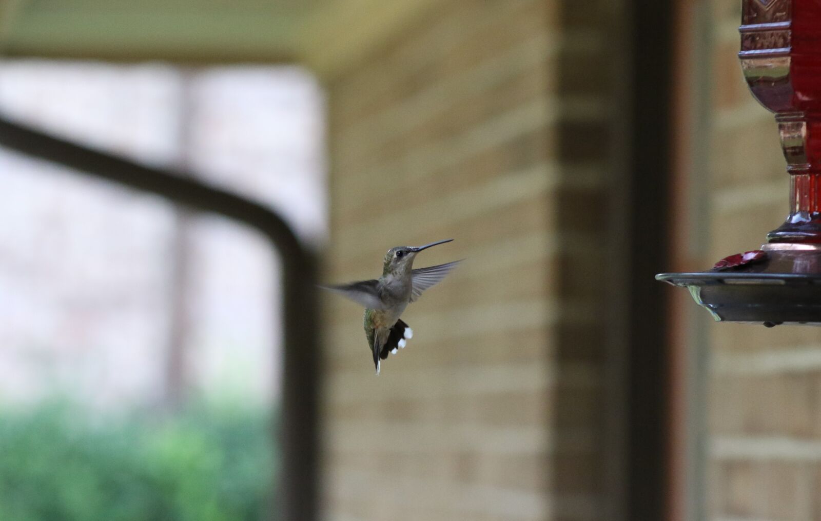 Canon EOS 7D Mark II sample photo. Hummingbird, flying, feeding photography