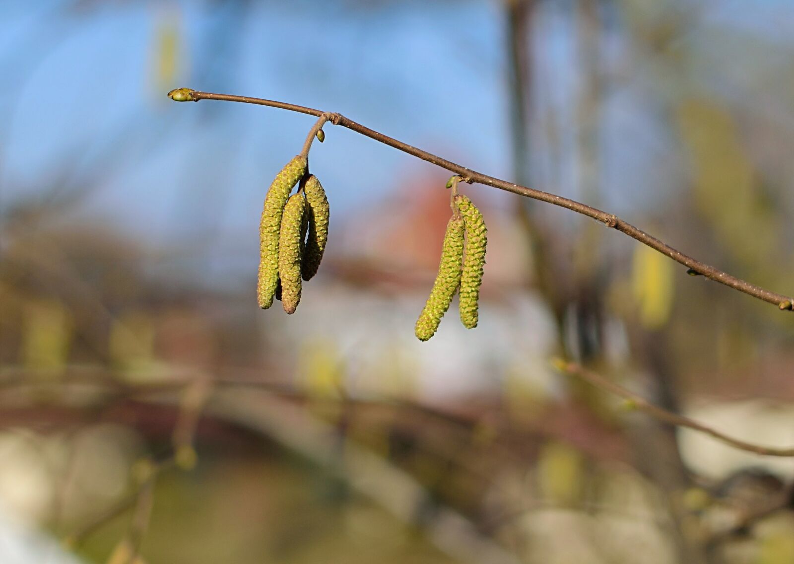 Nikon D3300 sample photo. Nature, tree, plant photography