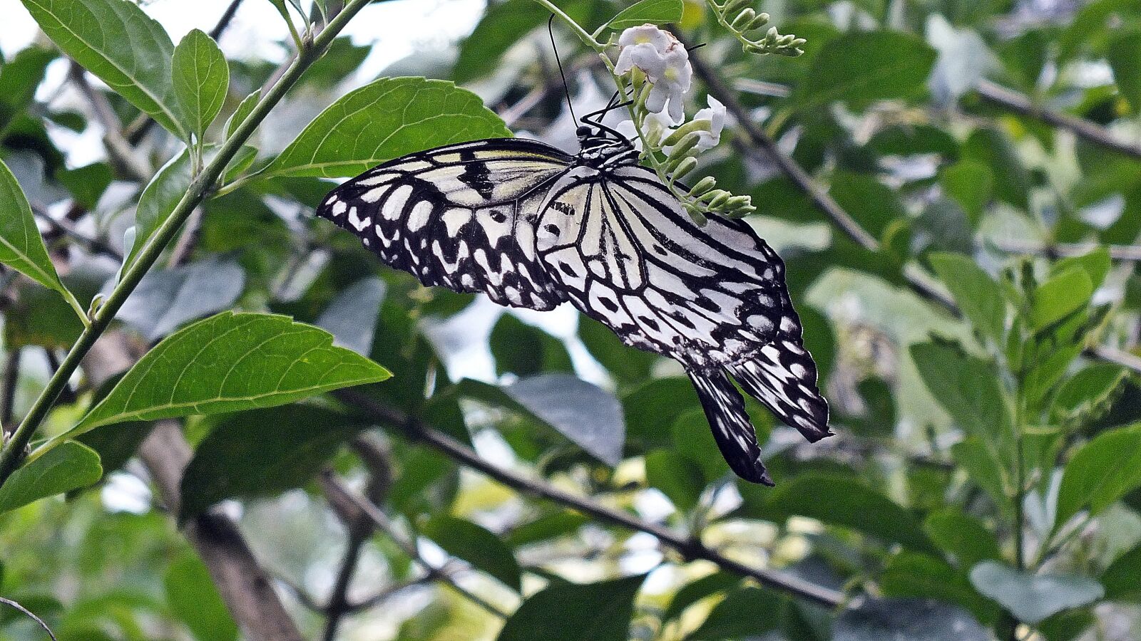 FujiFilm FinePix HS20 EXR (FinePix HS22 EXR) sample photo. Butterfly, black, white photography