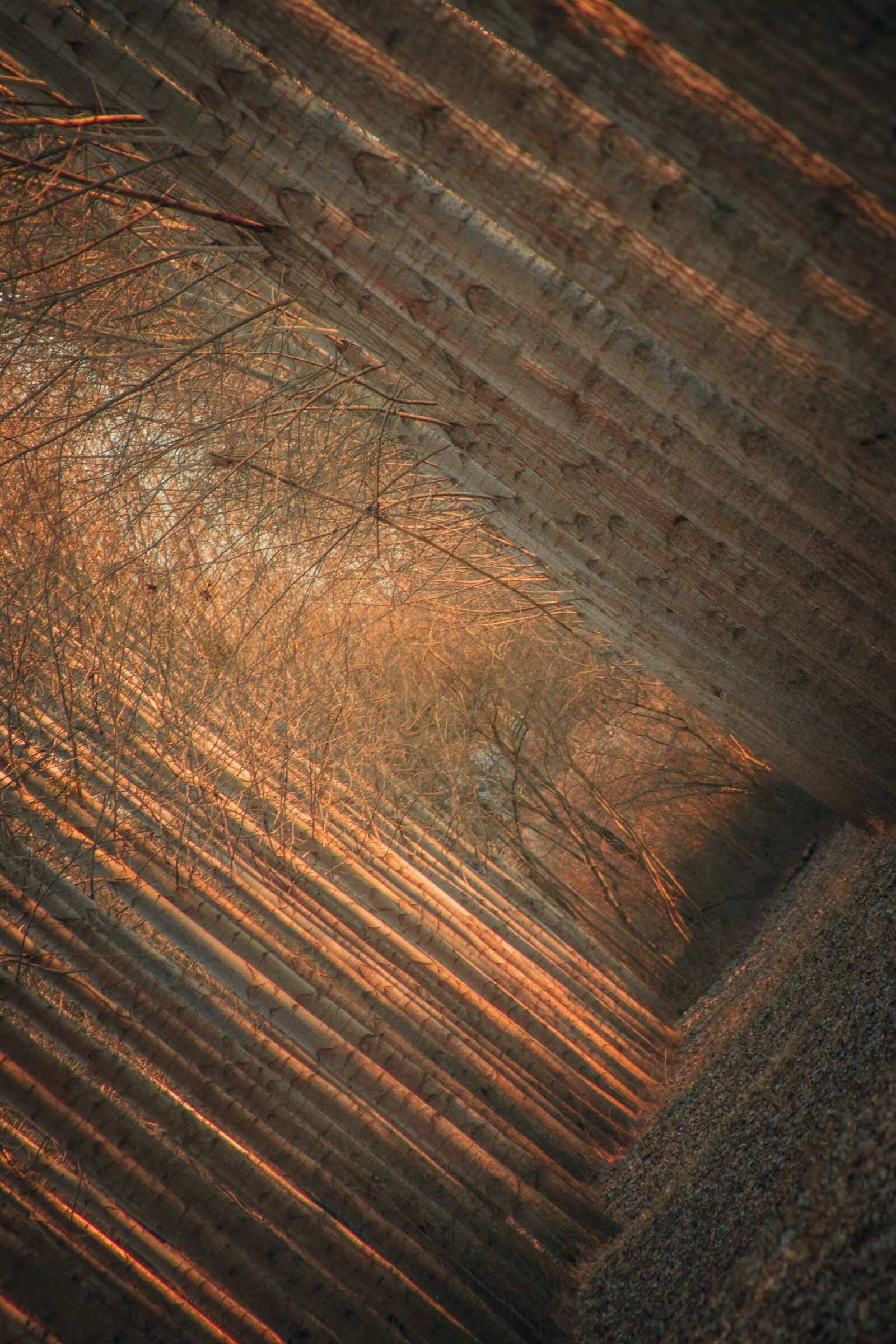 Canon EOS 70D sample photo. Alignment, trees, forest photography
