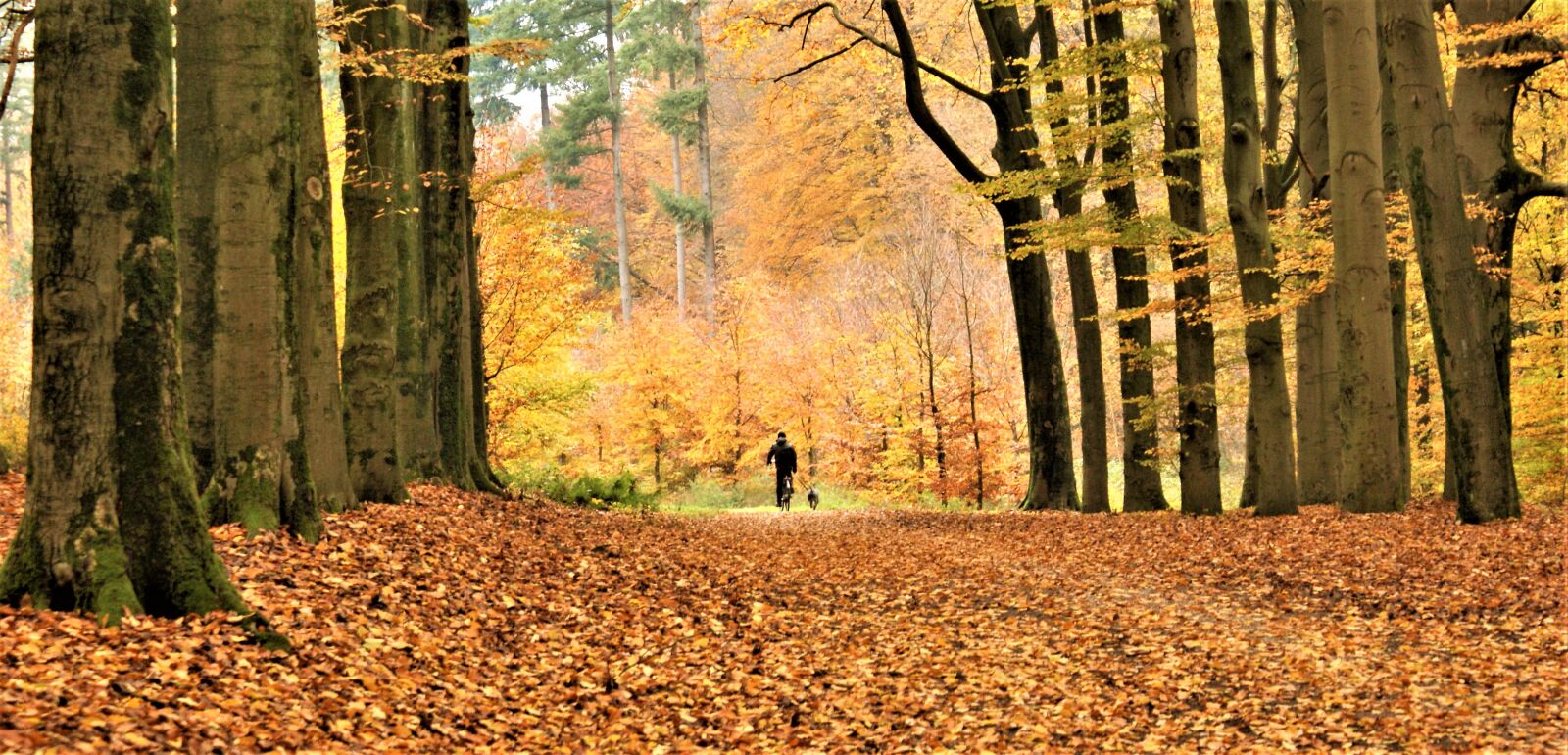 Sony Alpha DSLR-A350 sample photo. Bicycle, forest, autumn photography