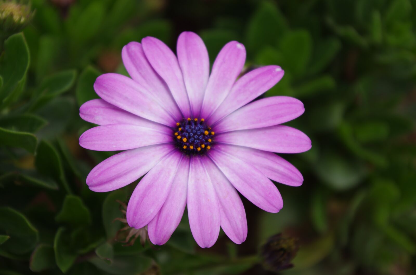 Pentax K-5 sample photo. Plant, flower, gerbera photography