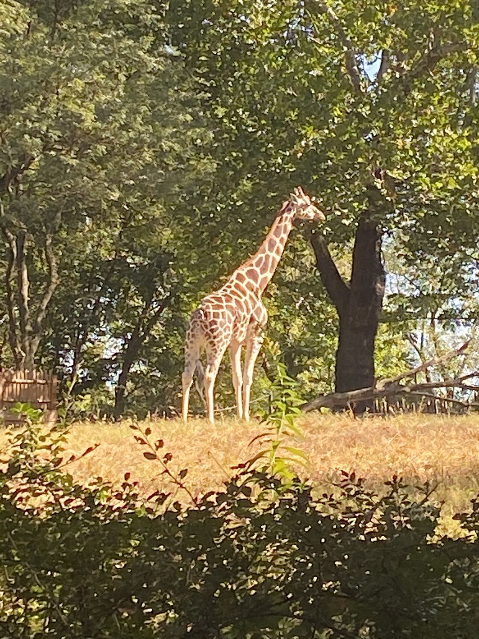 Apple iPhone 11 sample photo. Giraffe, animal, zoo photography