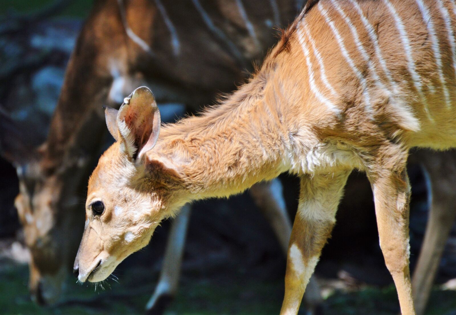 Nikon D3200 sample photo. Kudu, antelope, ruminant photography