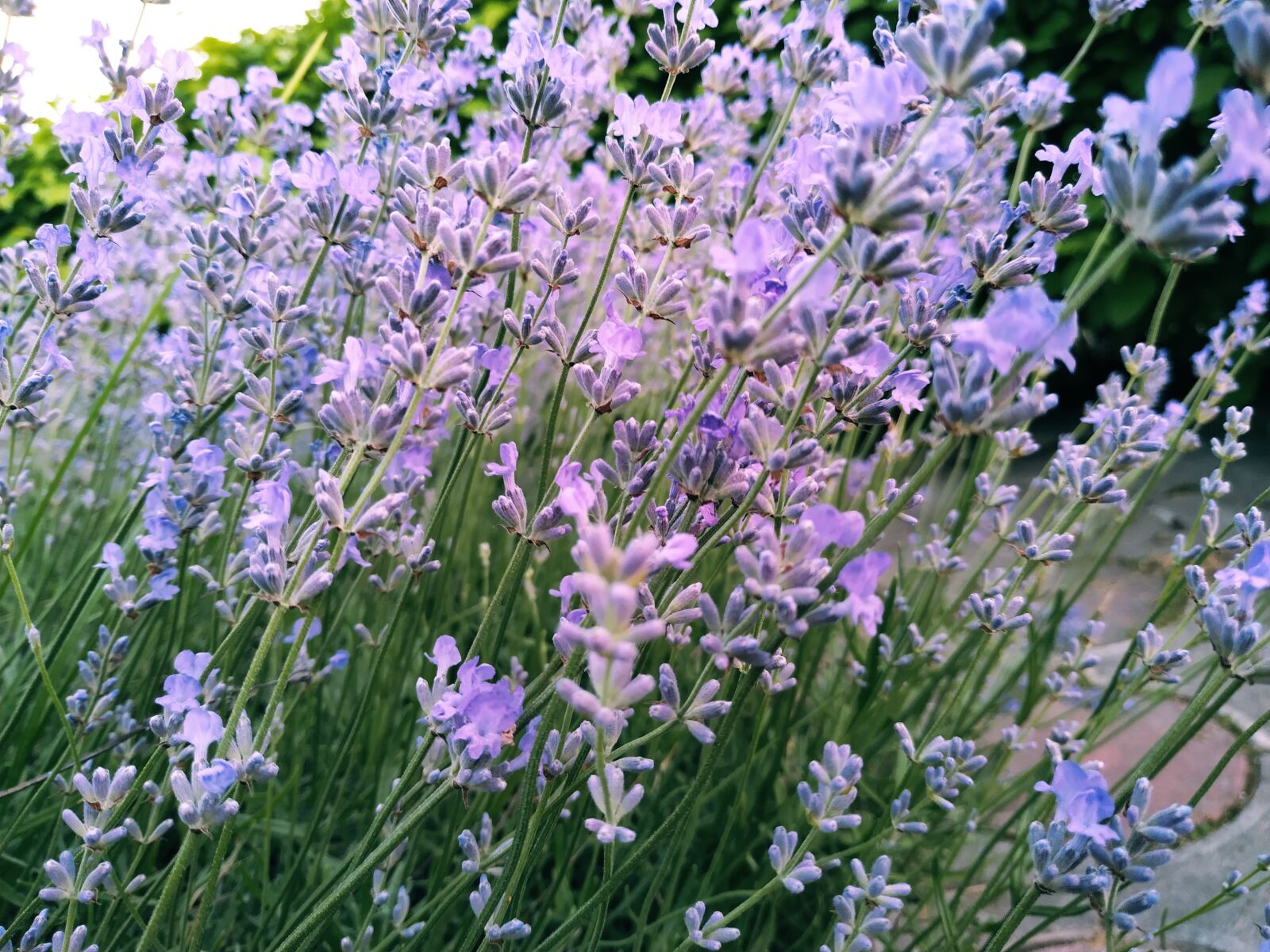 Xiaomi MI 8 Lite sample photo. Flowers, lavender, greens photography