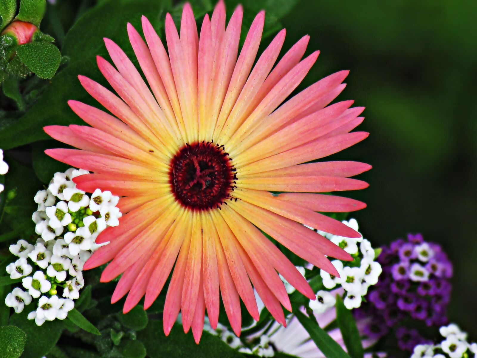 Canon PowerShot SX30 IS sample photo. Flower, flowers, nature photography