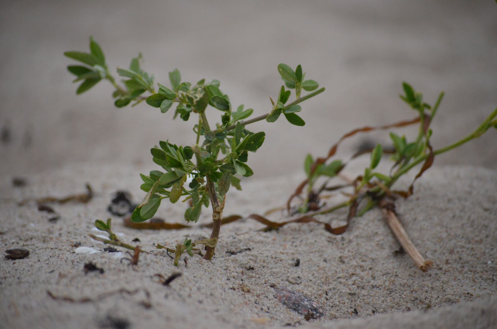 Nikon D5100 sample photo. Seaweed, grass, beach photography