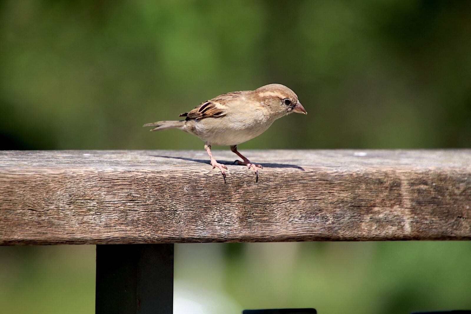 Canon EOS 800D (EOS Rebel T7i / EOS Kiss X9i) sample photo. Sparrow, sparrows, birds photography