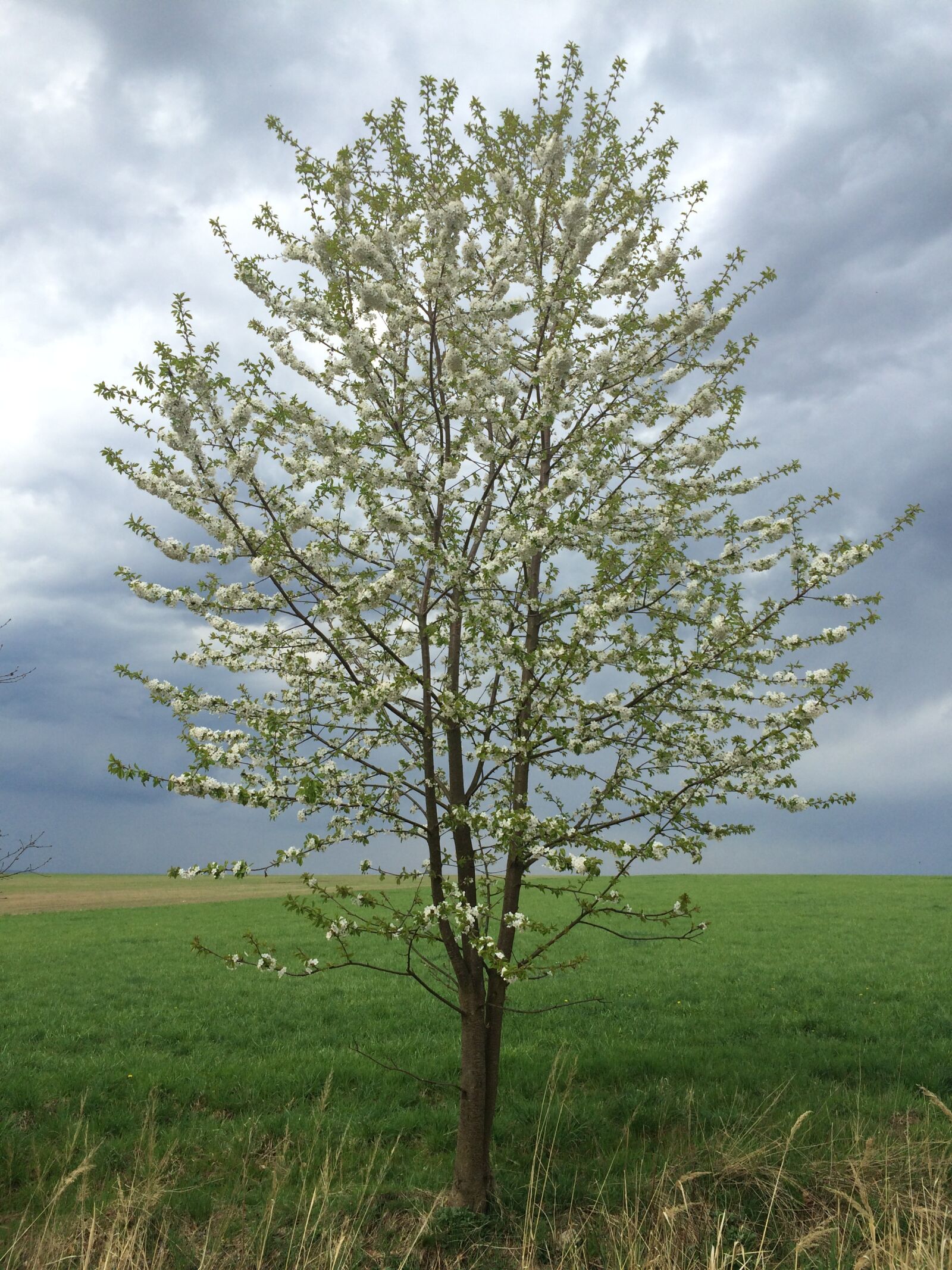 iPhone 5s back camera 4.15mm f/2.2 sample photo. Tree, blossom tree, flower photography
