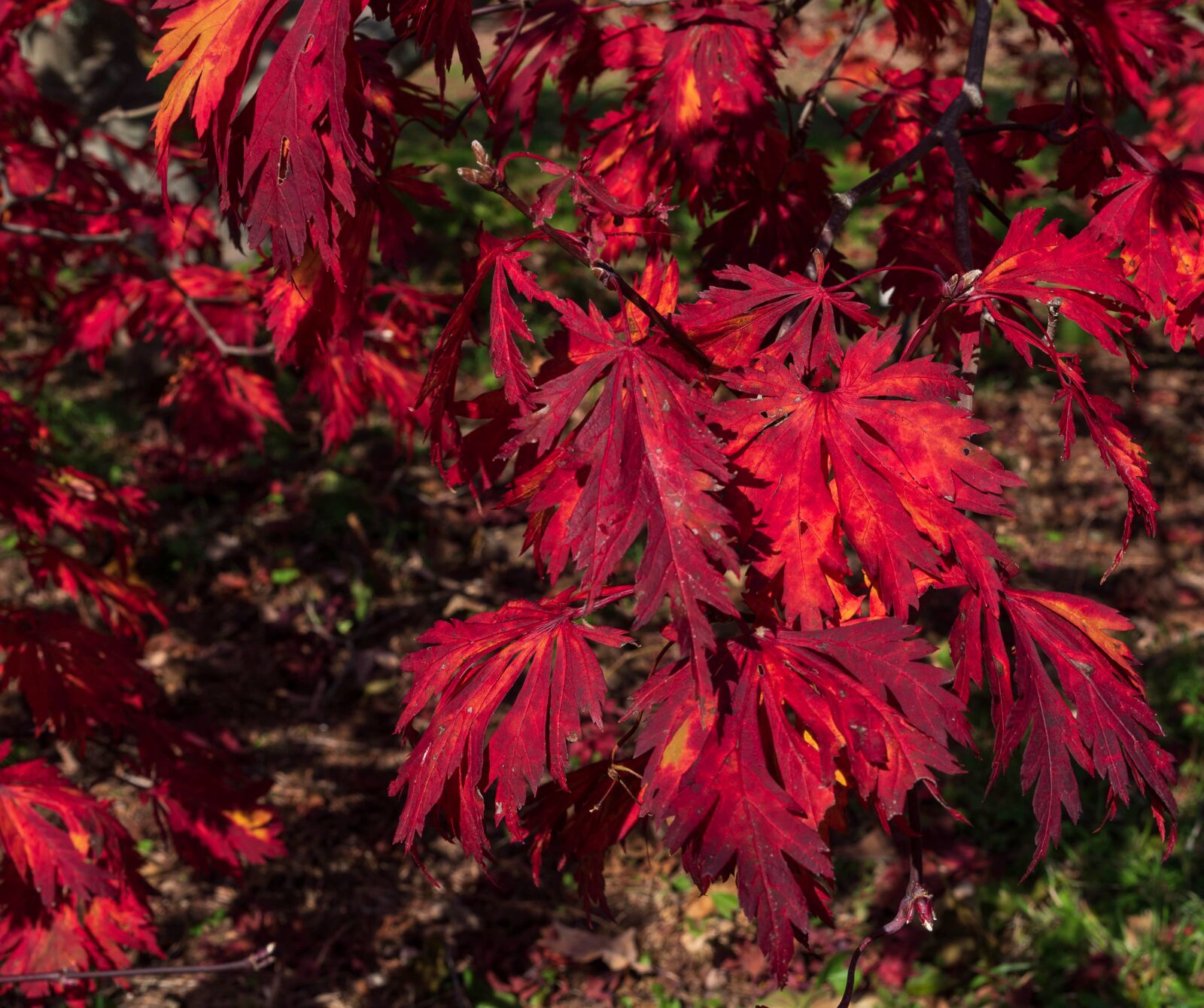 Nikon D750 sample photo. Autumn, leaves, red photography