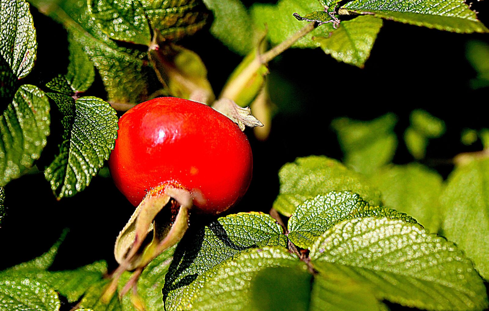Canon EOS 5D Mark II sample photo. Fruit, rose hips, rose photography