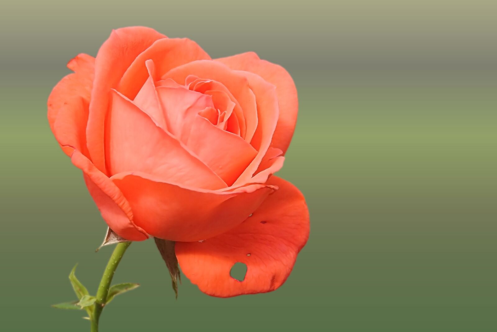 Nikon Coolpix P900 sample photo. Rose, red, blossom photography