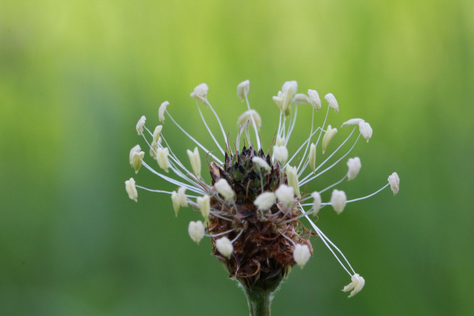 Canon EOS 1200D (EOS Rebel T5 / EOS Kiss X70 / EOS Hi) sample photo. Plantain, blossom, bloom photography