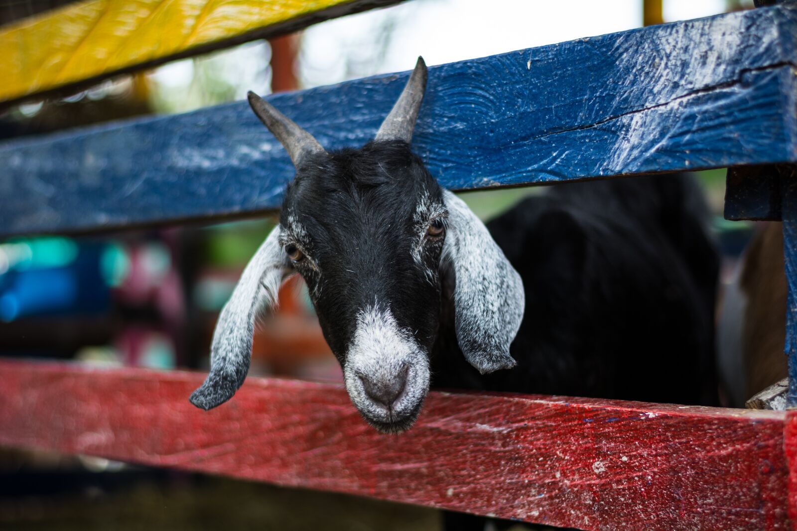 Nikon D5200 sample photo. Goat, animal, nature photography