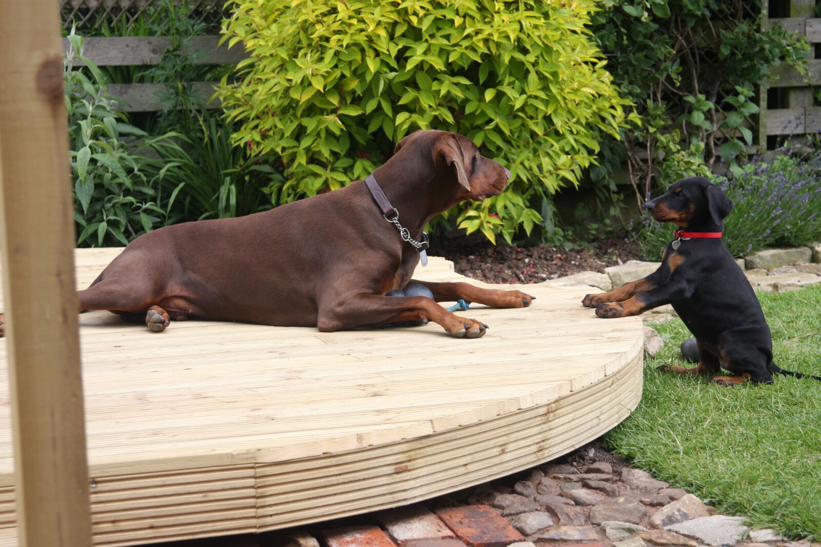 Canon EOS 40D sample photo. Learning, puppy, dobermann photography