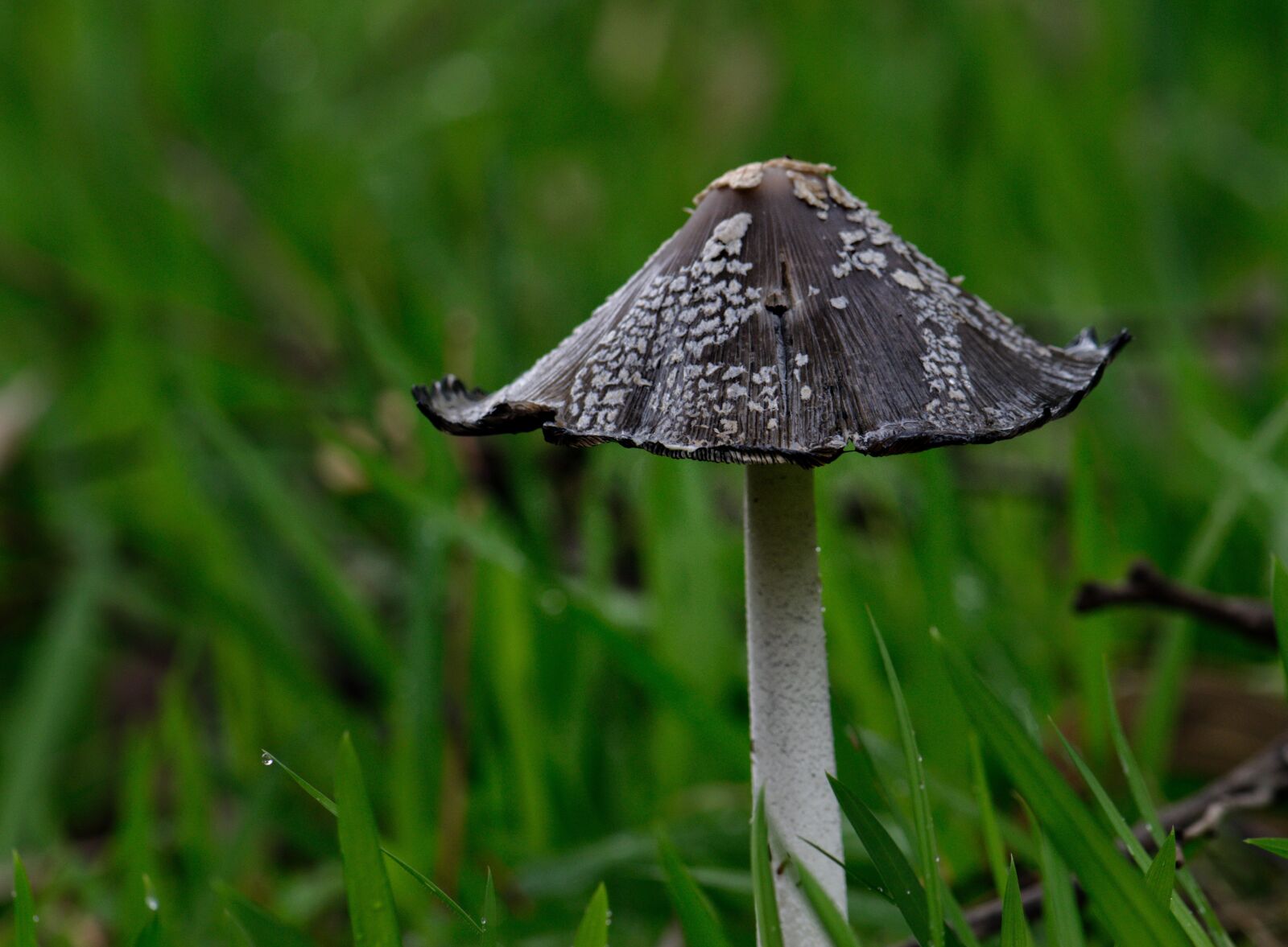 Nikon D3300 sample photo. Fungi, green, mushroom photography