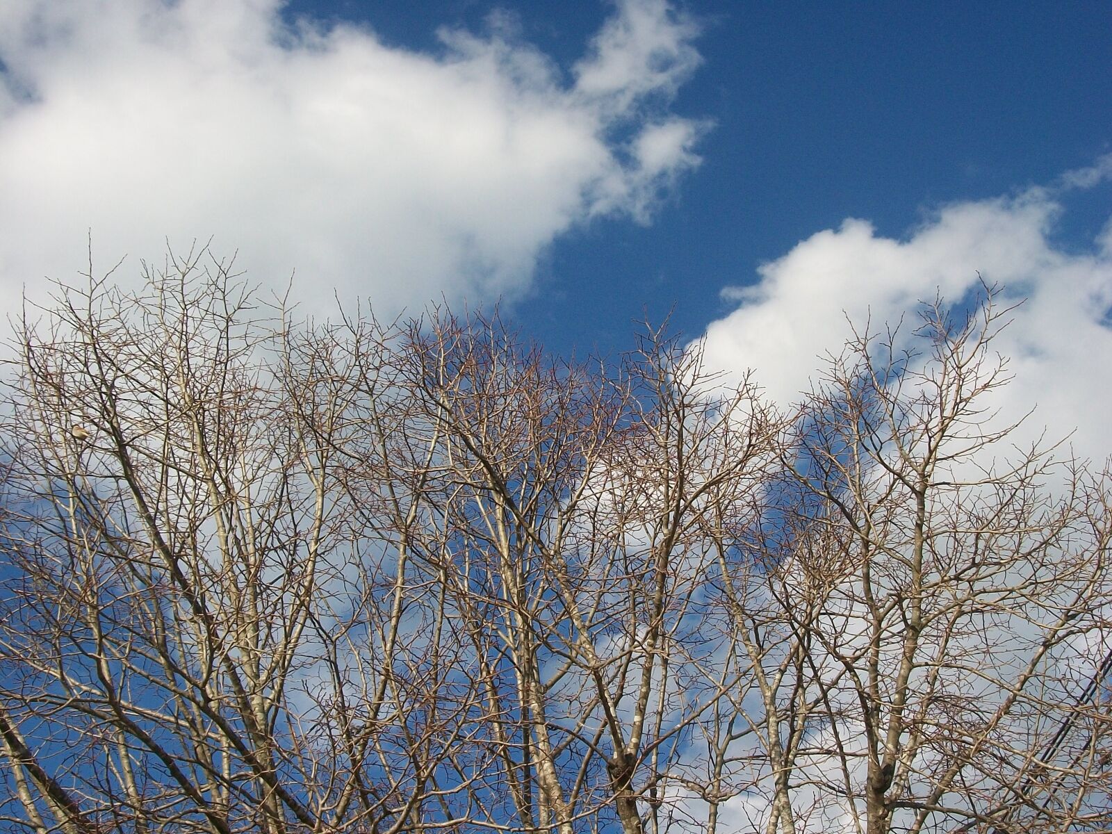 Kodak EASYSHARE C140 DIGITAL CAMERA sample photo. Clouds, branches, blue sky photography