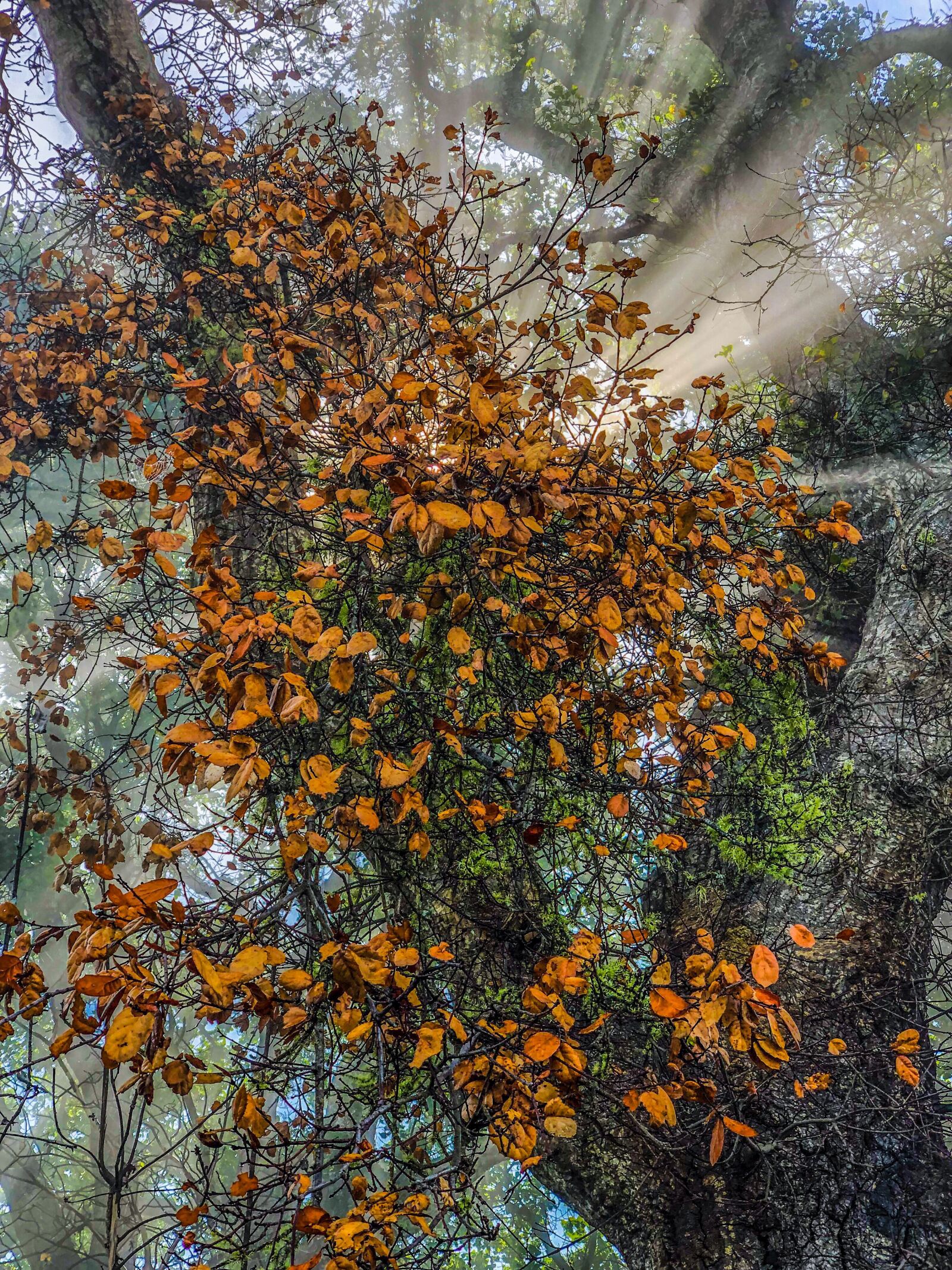 Apple iPhone X sample photo. Leaves, light, tree photography