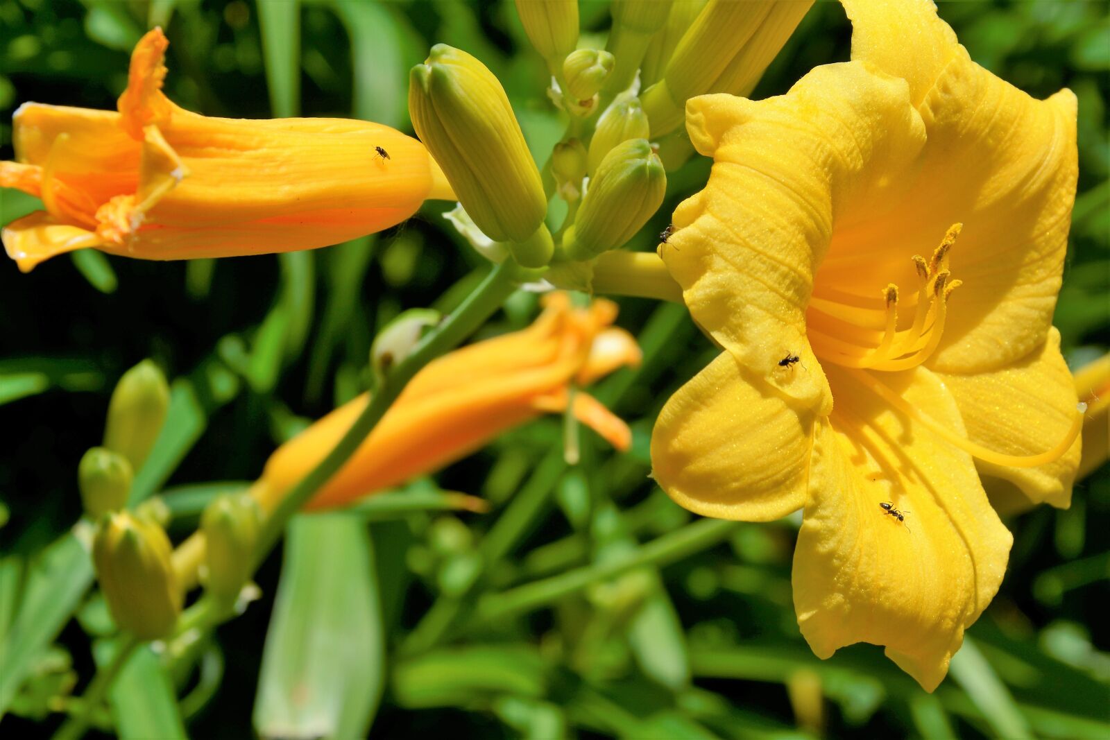Nikon D7100 sample photo. Lilies, hybrid, yellow photography