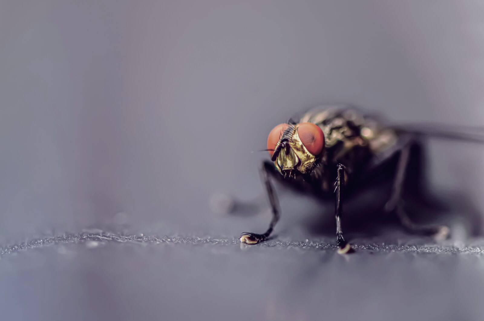 Nikon D7200 sample photo. Fly, insect, macro photography