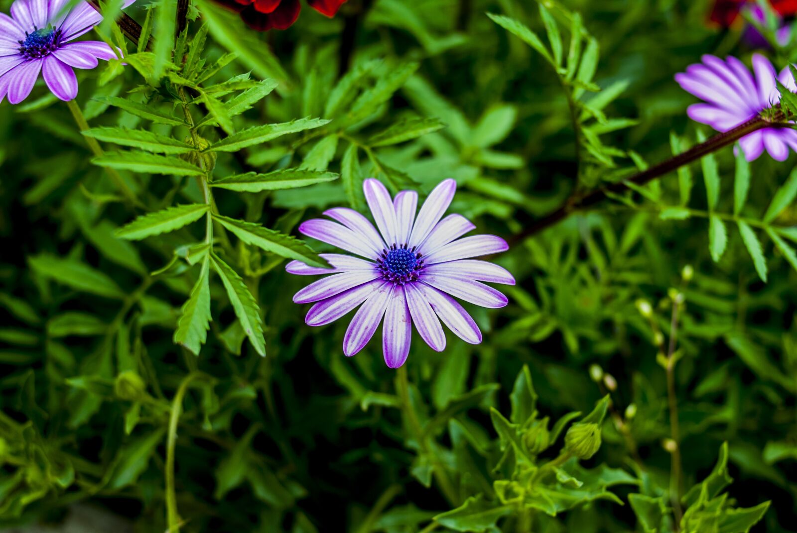 Nikon D60 sample photo. Nature, flower, garden photography