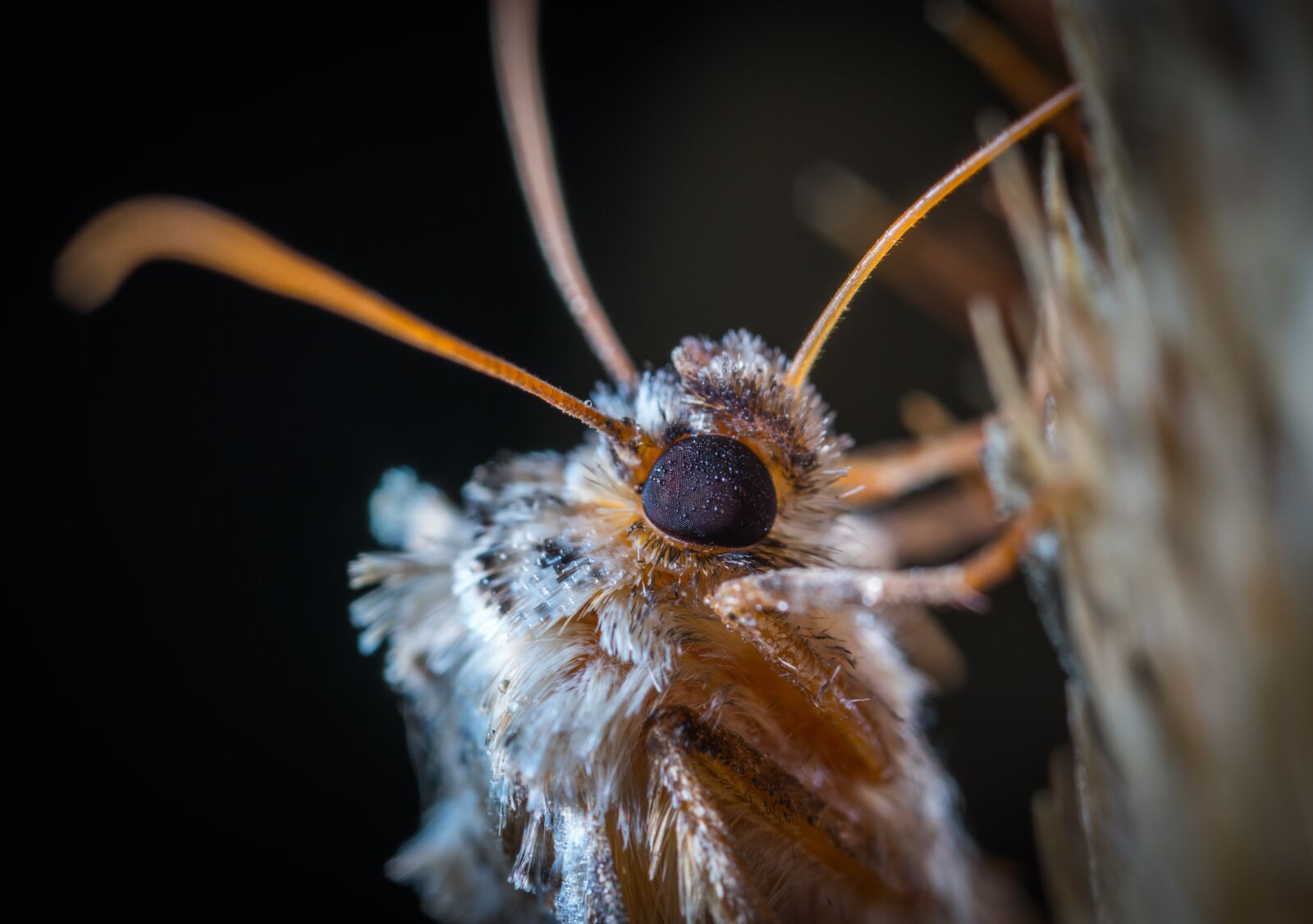 #124 65/2.8 sample photo. Nature, bespozvonochnoe, insect photography