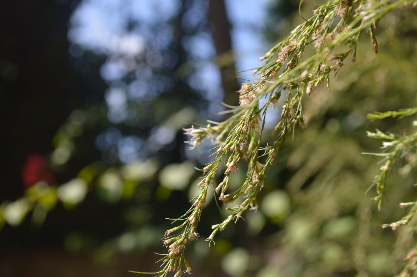 Nikon D3200 sample photo. Green, leaves, sunrise photography