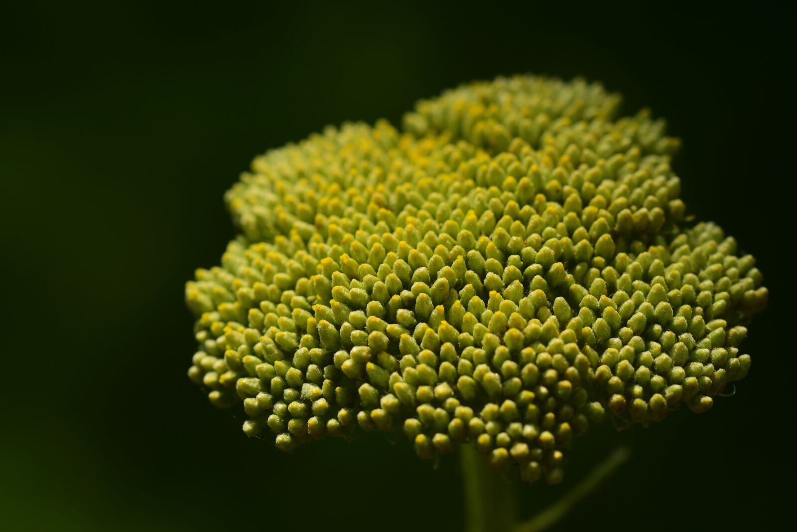 Nikon D3300 sample photo. Bud, green, yellow photography