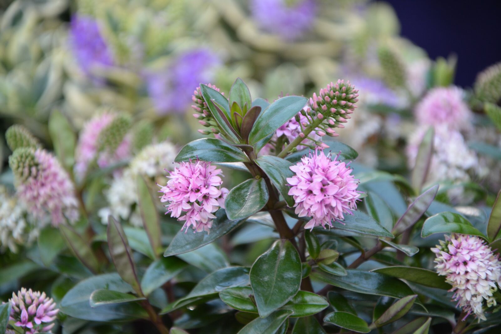 Nikon D5200 sample photo. Flower flowers, v ronique photography