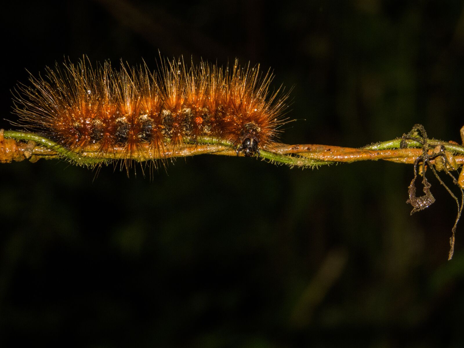 Canon PowerShot SX50 HS sample photo. Animals, caterpillar, animal world photography