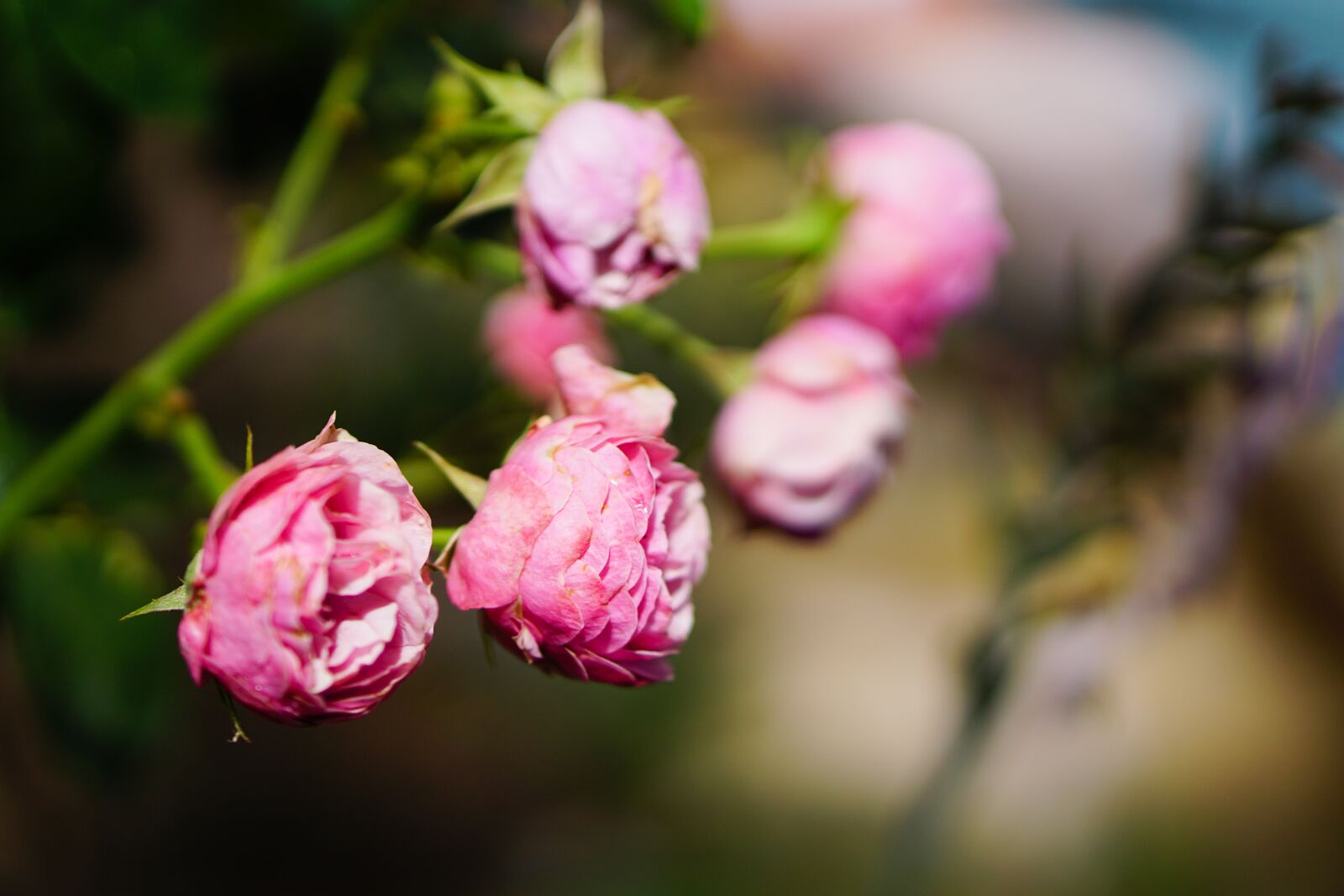 E 50mm F1.8 OSS sample photo. Pink, rose, flower photography