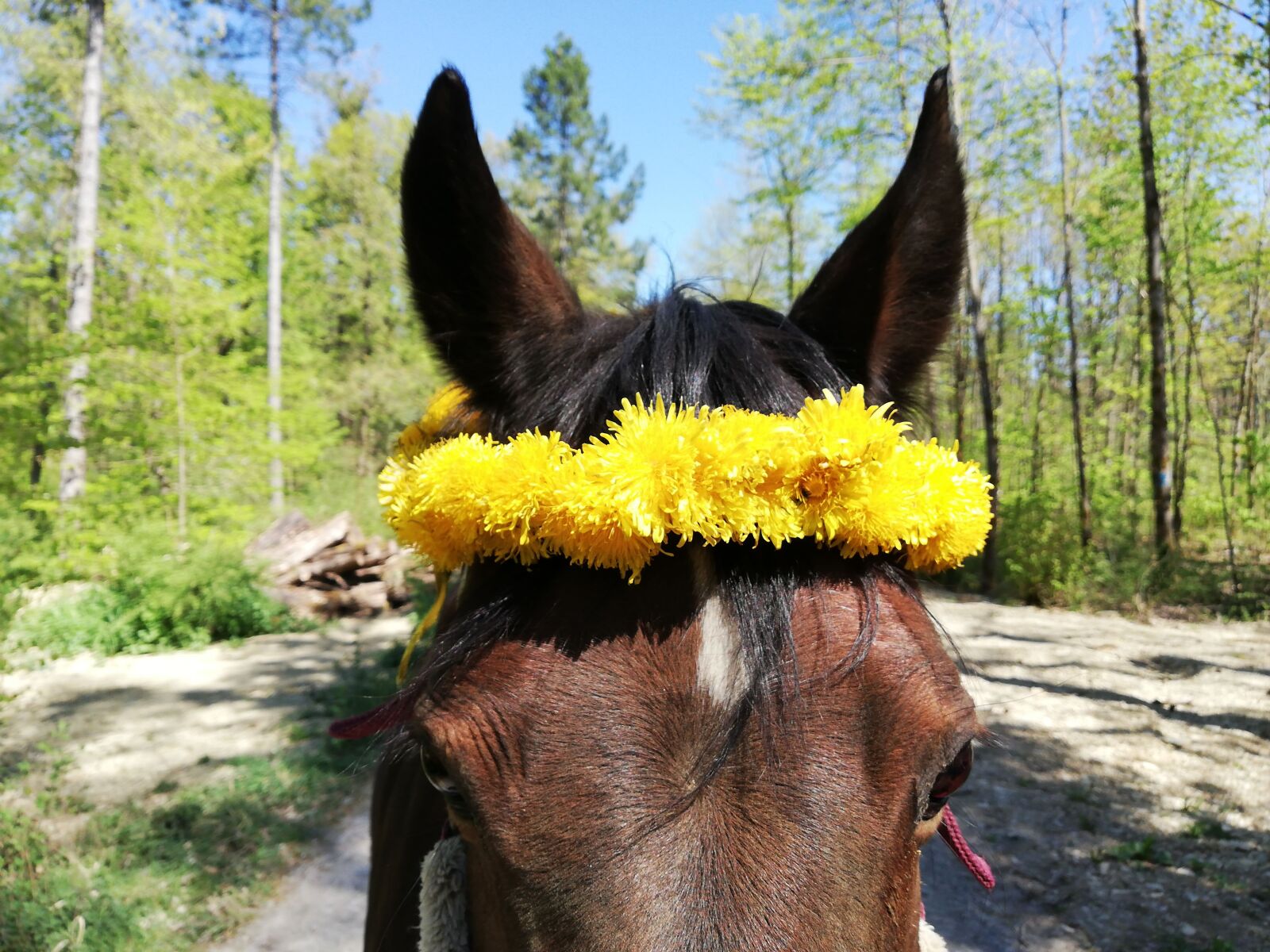 HUAWEI P20 lite sample photo. Horse, blűtenkranz, eye photography