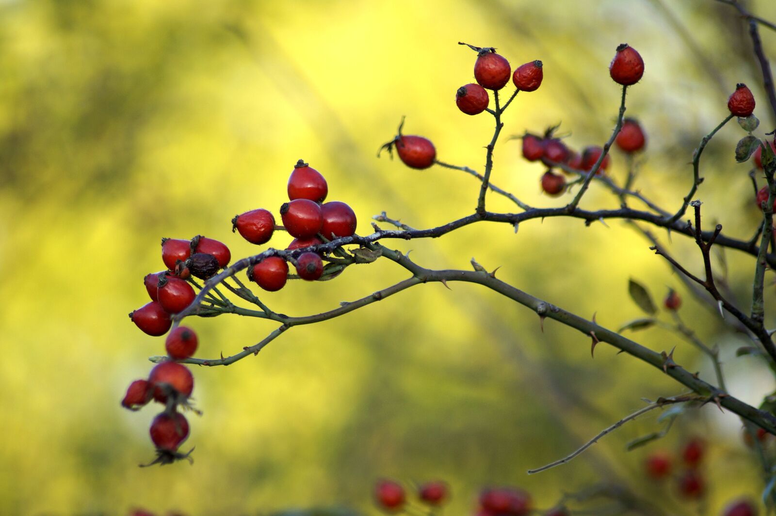 Sony SLT-A58 sample photo. Rose hip, wild rose photography