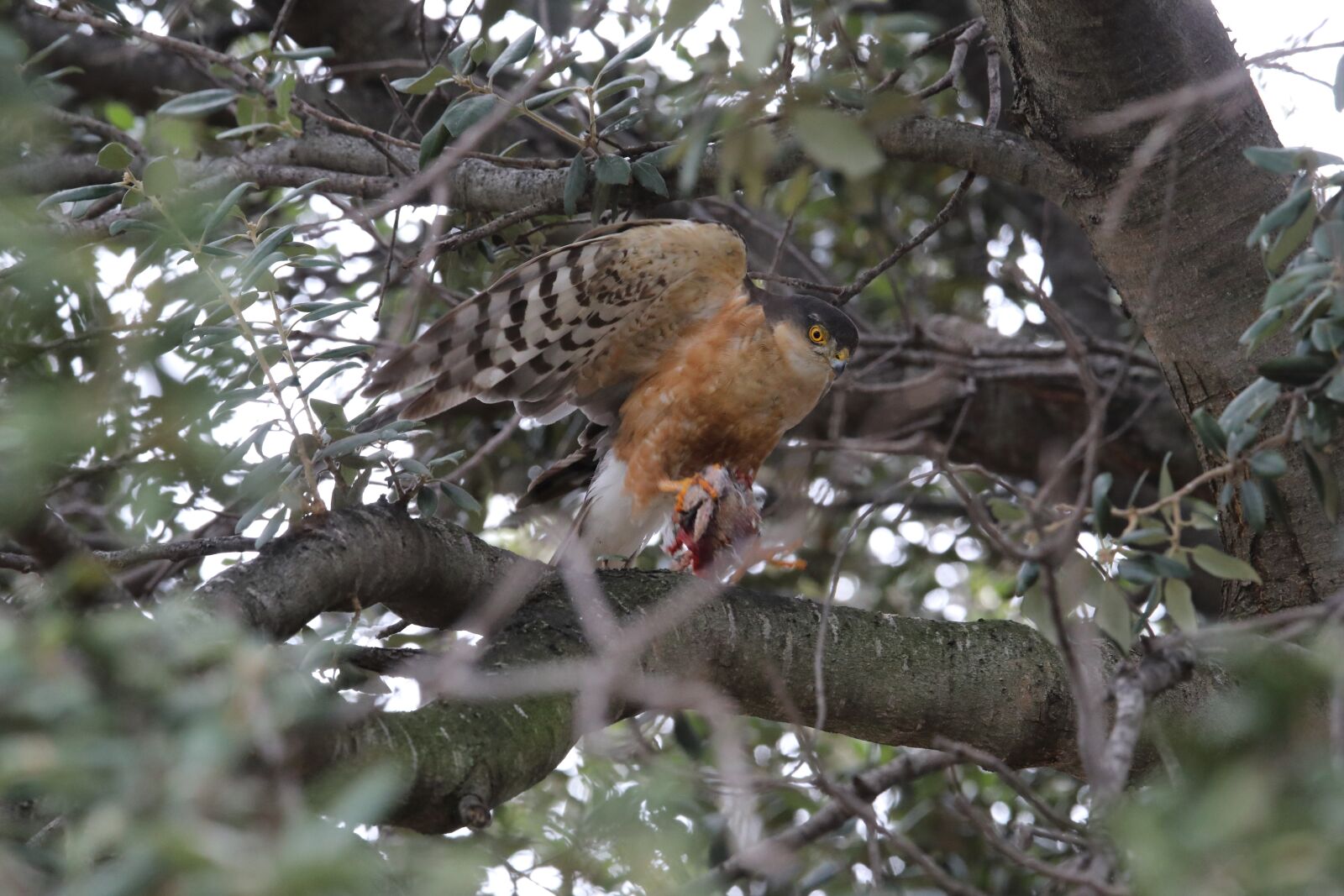 Canon EOS 5D Mark IV sample photo. Sparrowhawk, bird, raptor photography