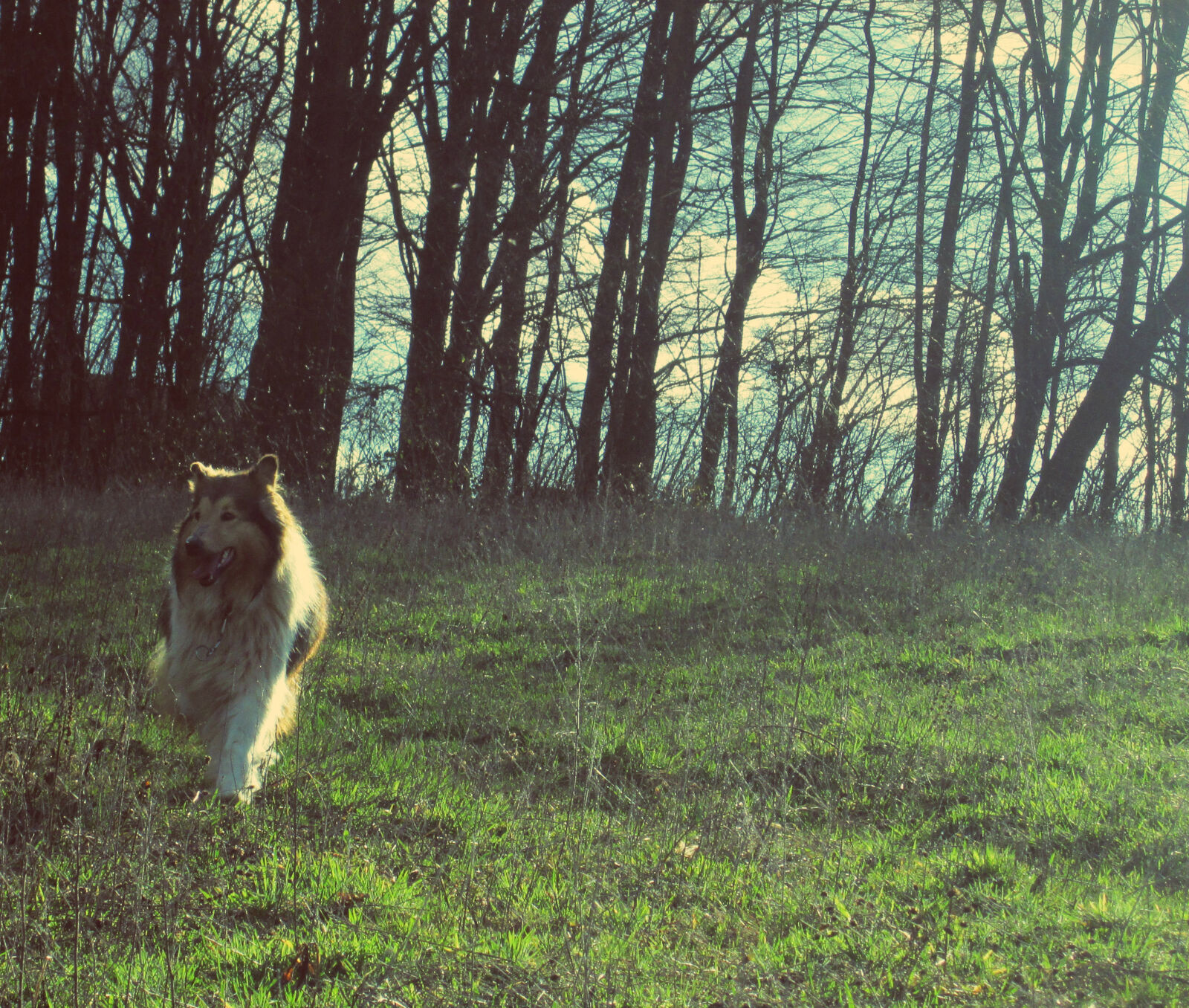 Canon PowerShot A810 sample photo. Collie, cute, dog, dog photography