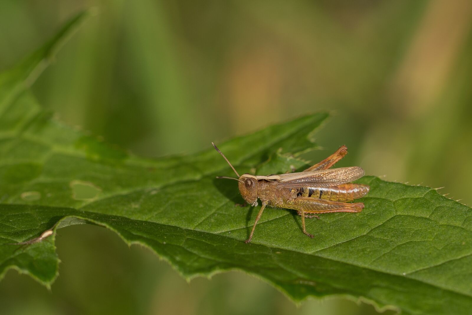 Canon EOS 7D Mark II sample photo. Grasshopper, grass, forest photography