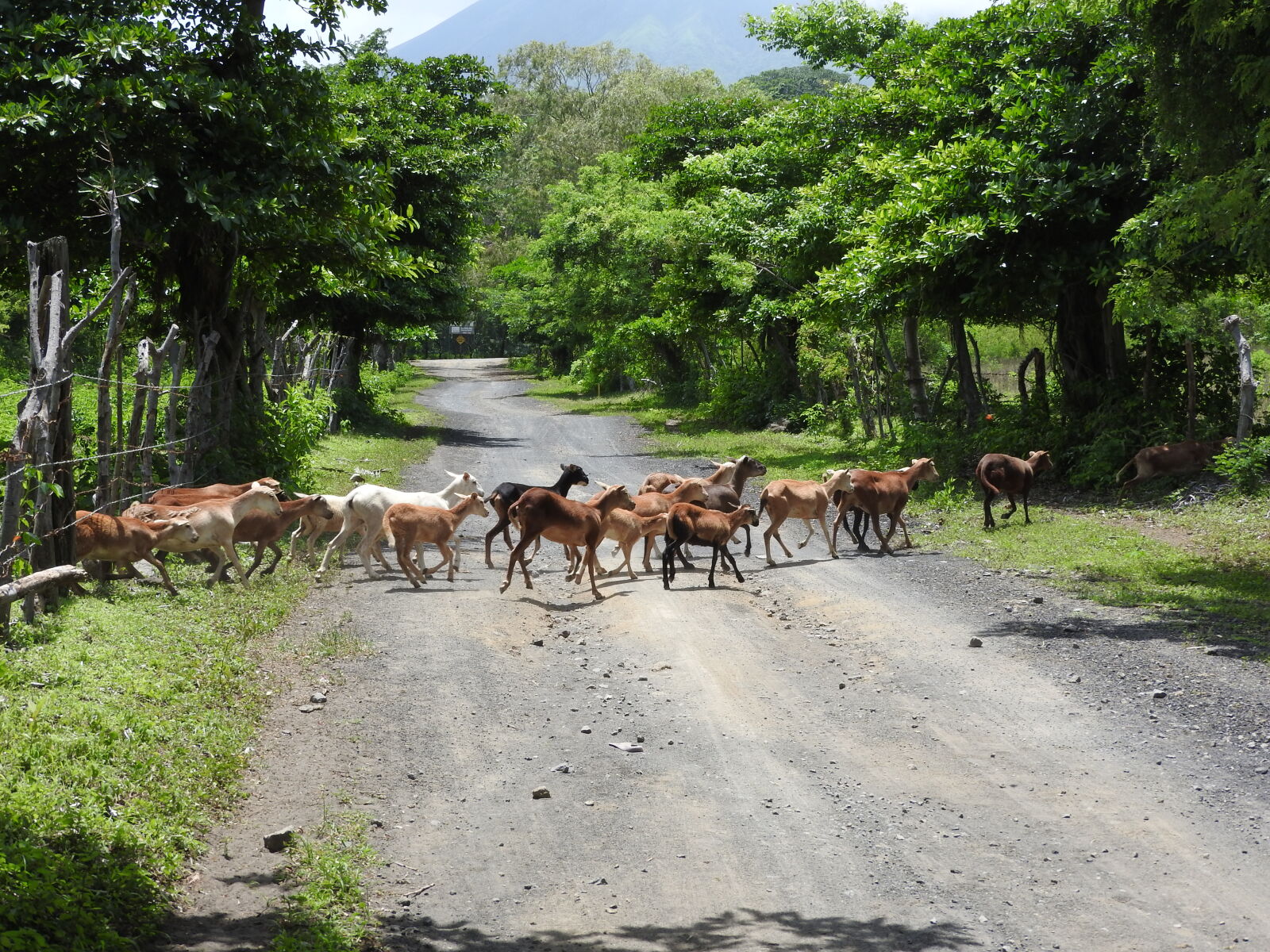 Nikon Coolpix P610 sample photo. Animal, isla, d, ometepe photography