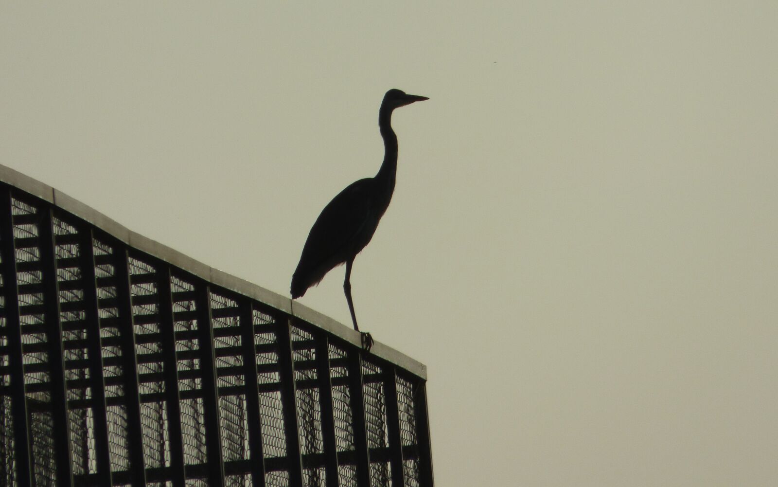 Panasonic DMC-FZ72 sample photo. Bird, heron, animal photography