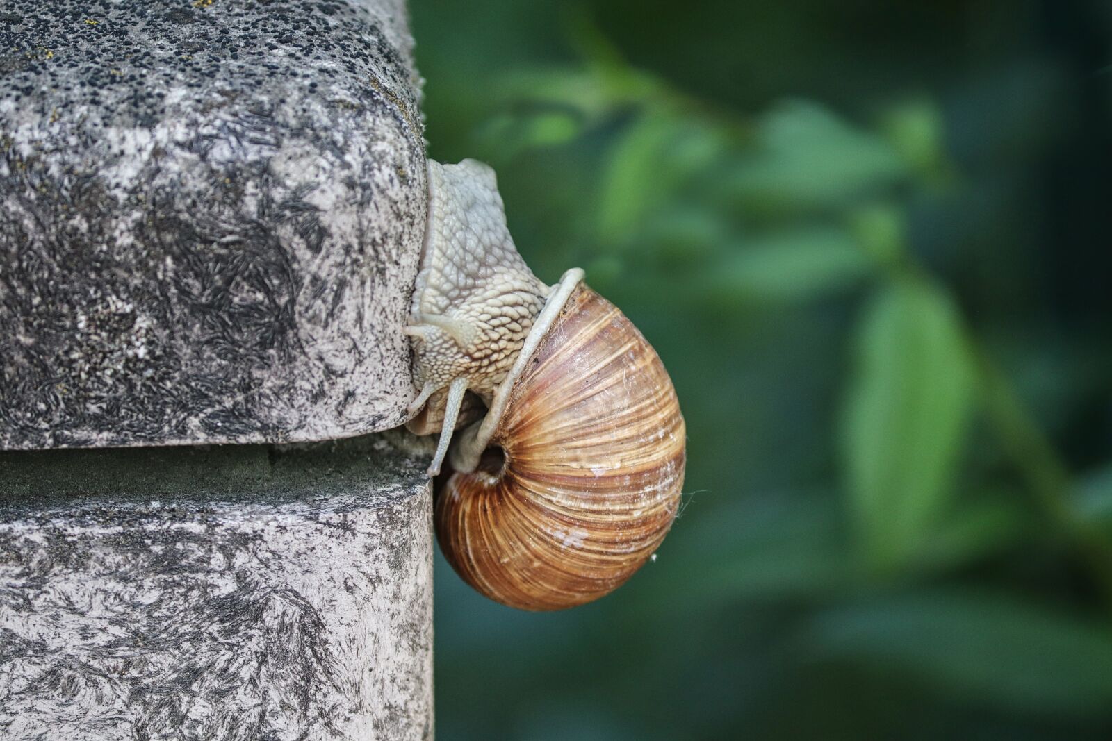 Canon EOS 200D (EOS Rebel SL2 / EOS Kiss X9) sample photo. Snail, shell, crawl photography
