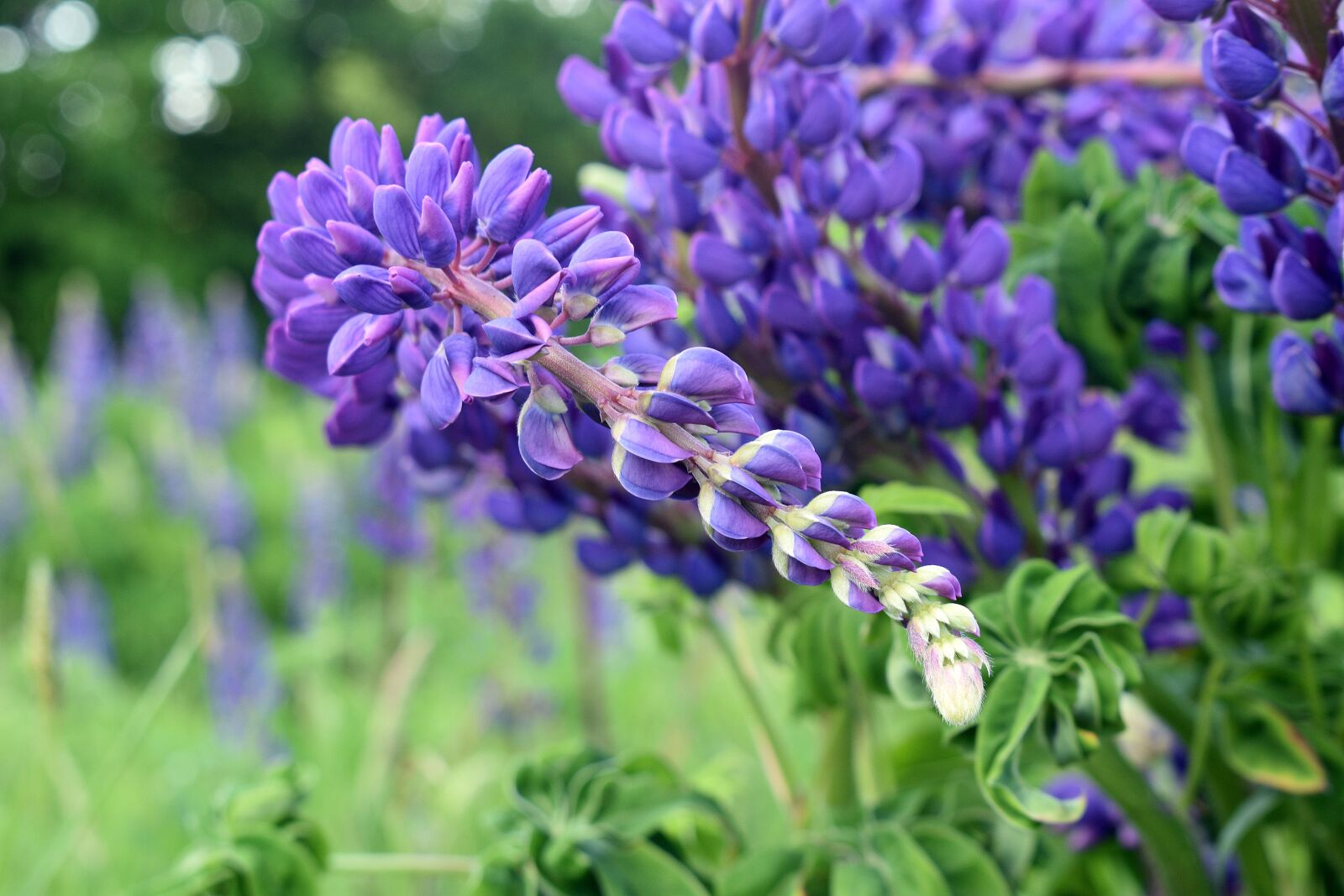 Nikon D3400 sample photo. Lupine, flower, spring photography
