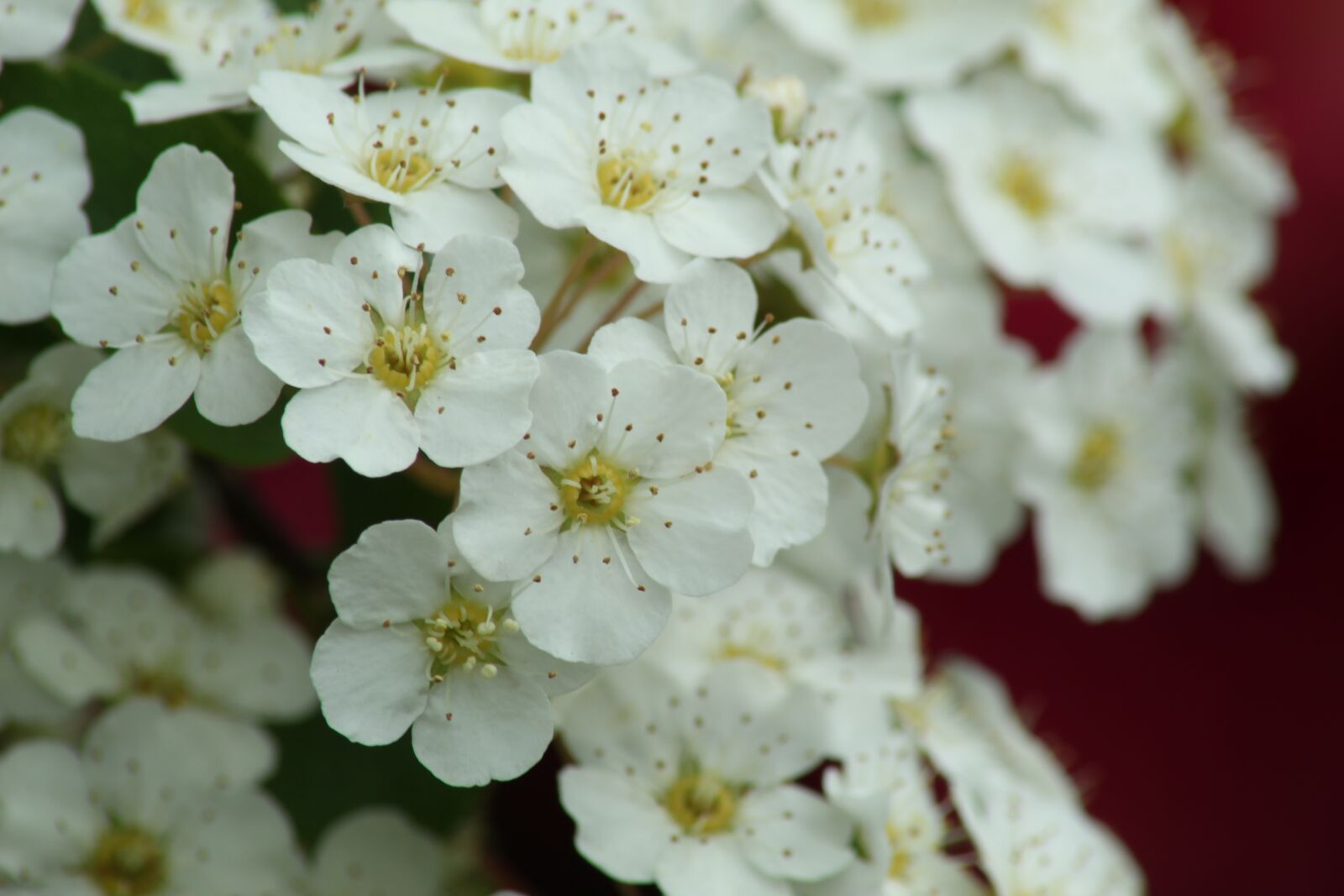 Canon EOS 1300D (EOS Rebel T6 / EOS Kiss X80) sample photo. Flower, white, close up photography
