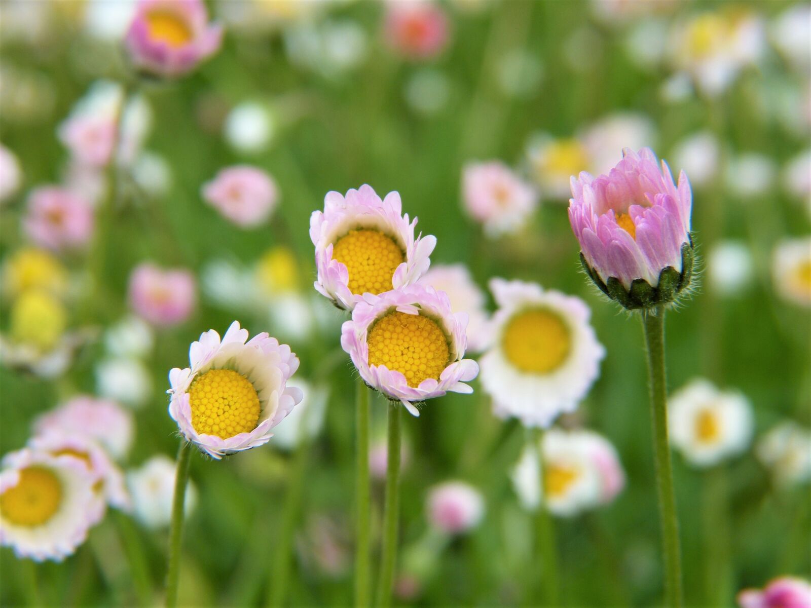 Panasonic Lumix DMC-FZ150 sample photo. Daisy, flowers, rain photography