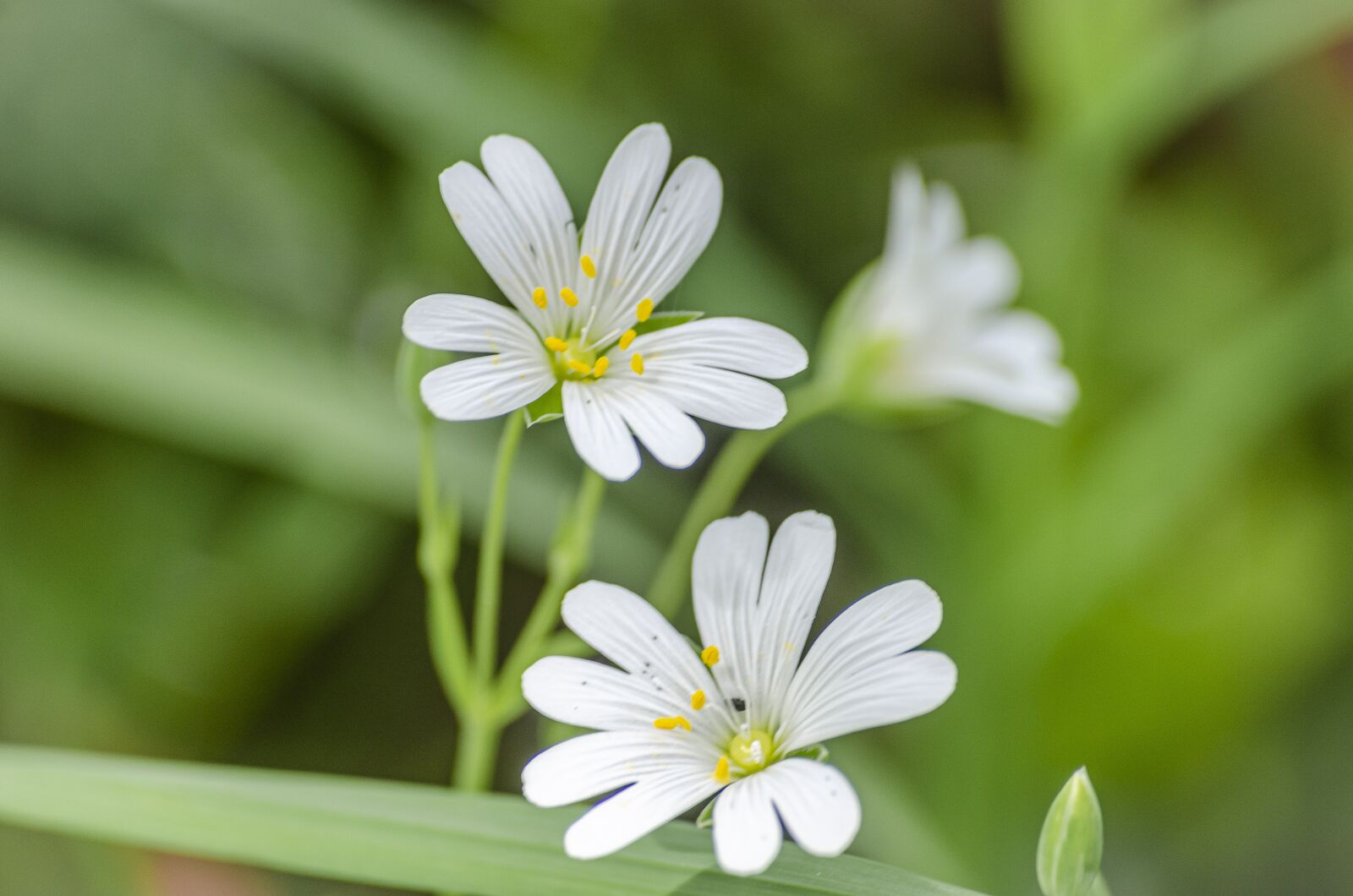 Nikon D7000 sample photo. Flower, spring, craquet photography