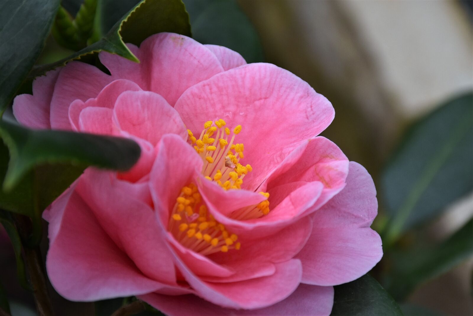 Nikon D7200 sample photo. Camelia, flower, pink photography