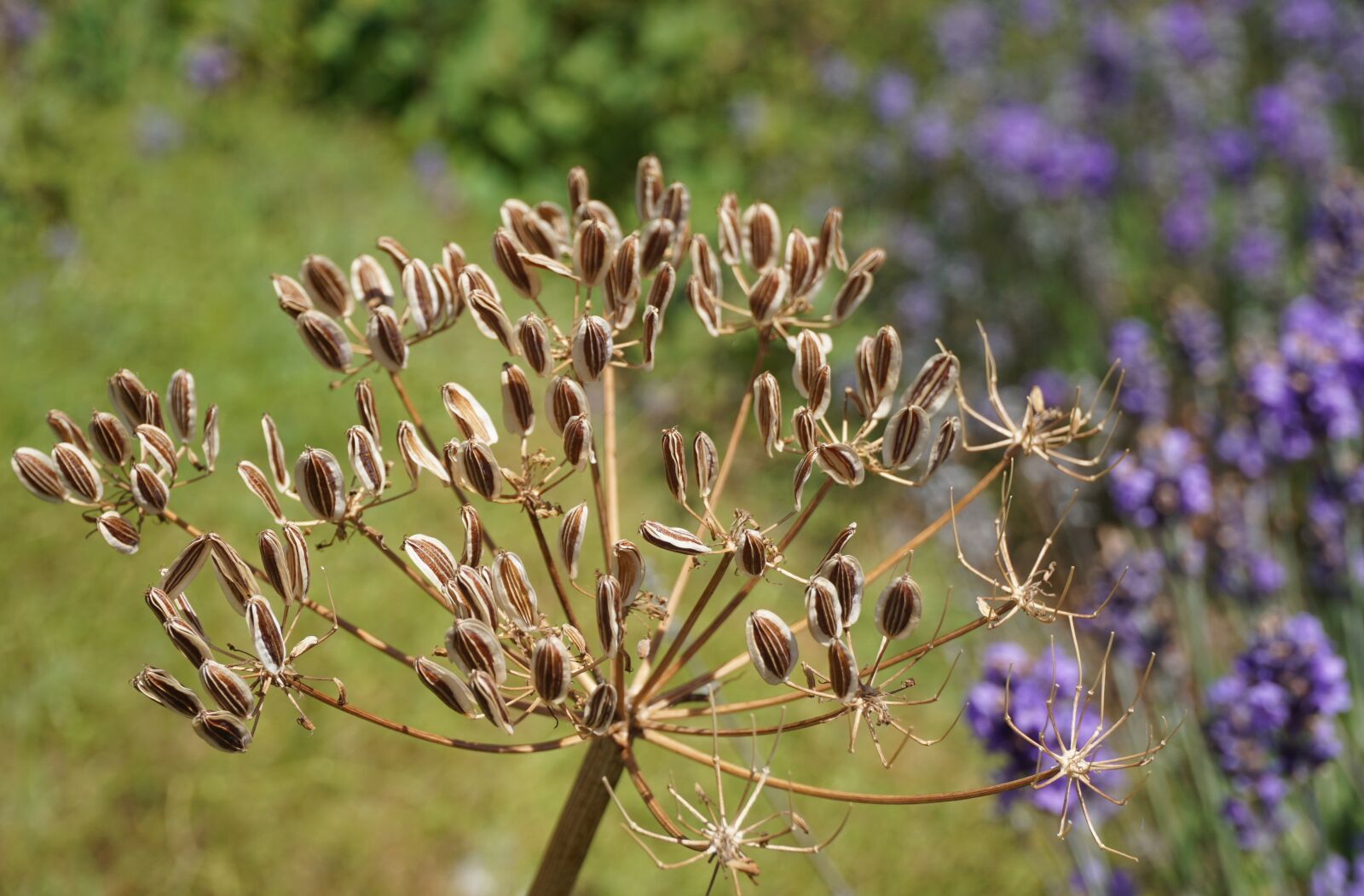 Sony E 16-50mm F3.5-5.6 PZ OSS sample photo. Seed pod, flower, plant photography