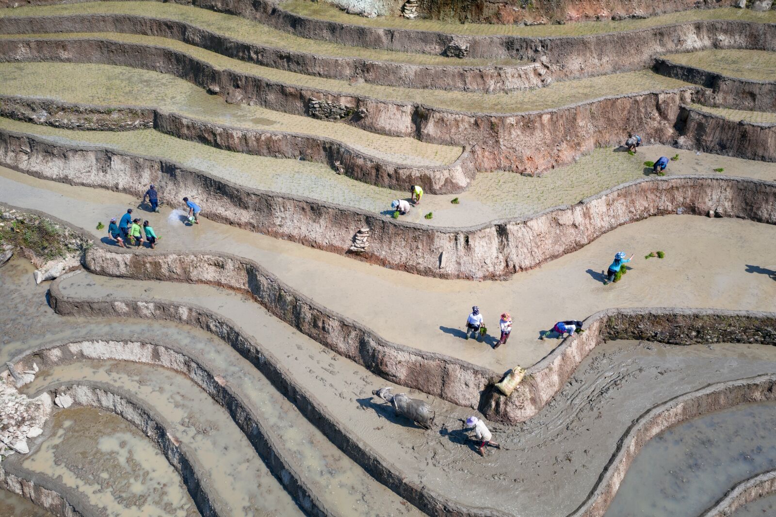 Hasselblad L1D-20c sample photo. Transplanting rice, rice field photography